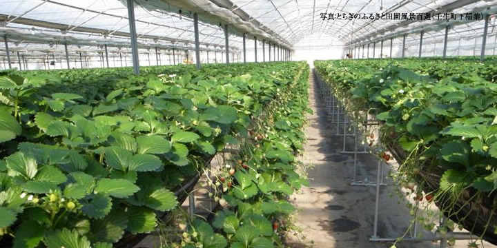 とちぎのふるさと田園風景百選（壬生町下稲葉）