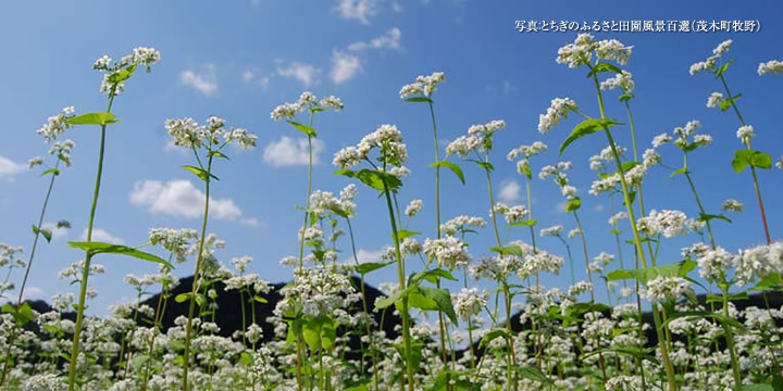 茂木町牧野